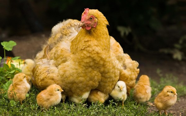 LA POULE ET LES POUSSINS