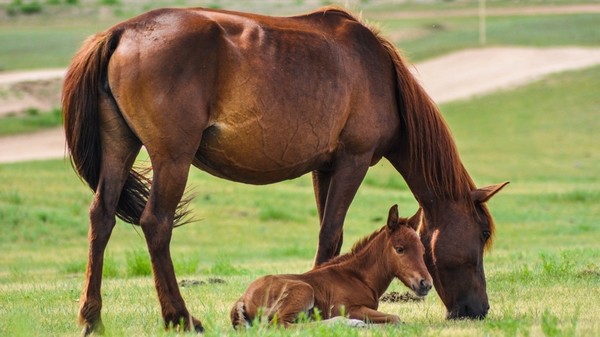 CHEVAUX 2