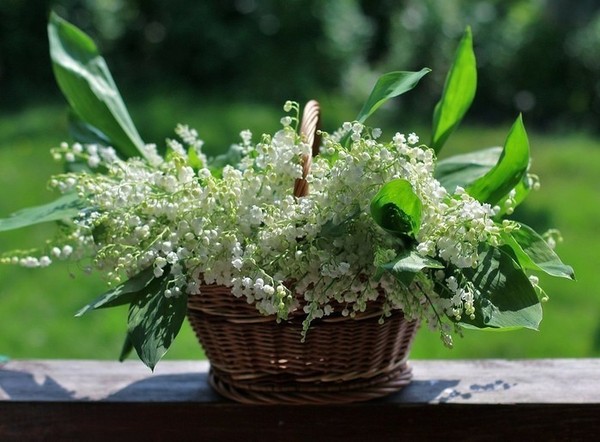 LE MUGUET