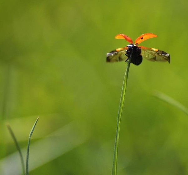 COCCINELLE