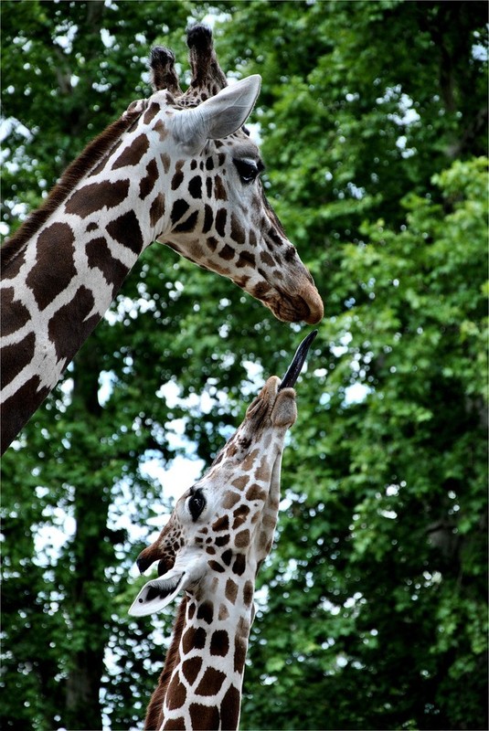 GIRAFES