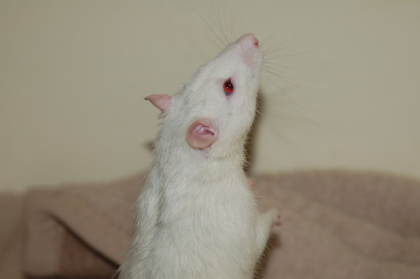 RAT