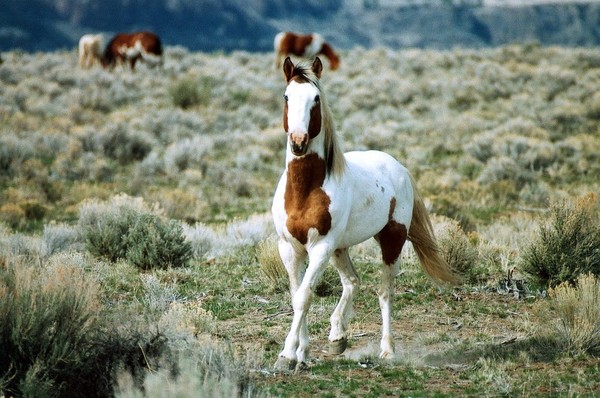 CHEVAUX 2