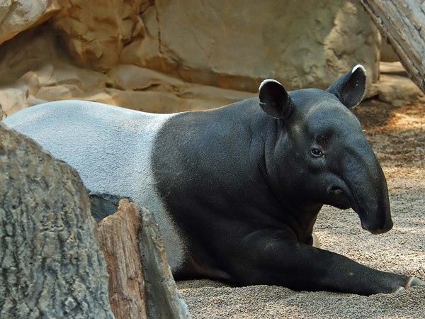 TAPIR