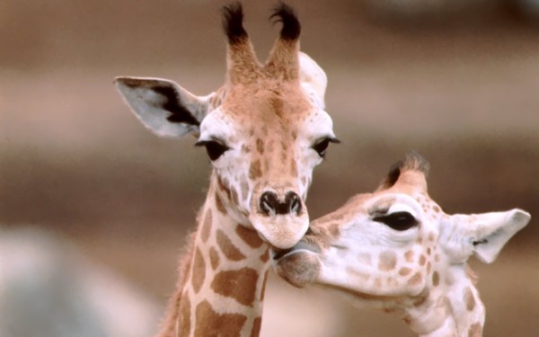 GIRAFES