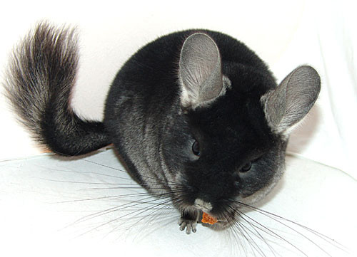 CHINCHILLA 2