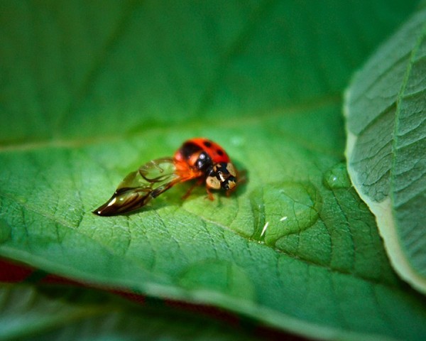 COCCINELLE 2