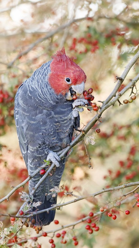 OISEAU 4