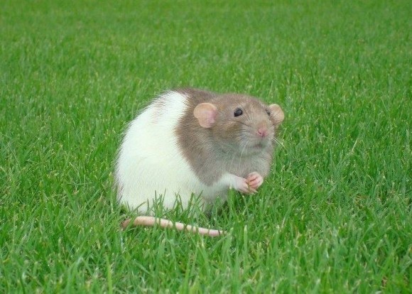 RAT