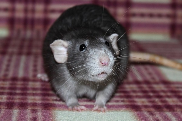 RAT 2