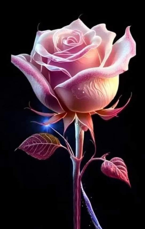 ROSE 4