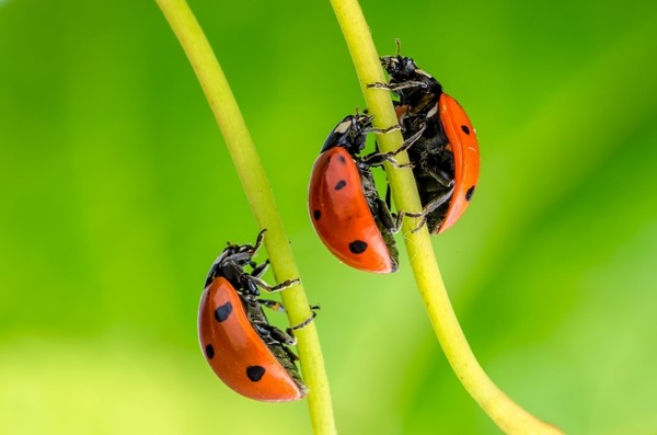 COCCINELLES