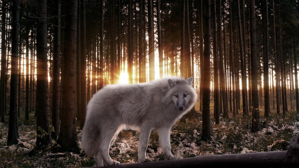 LOUP