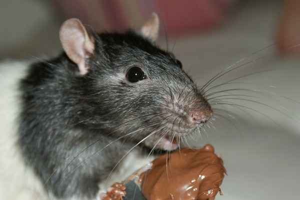 SOURIS RAT HAMSTER... 2