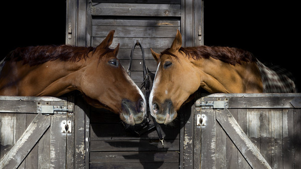 CHEVAUX 2