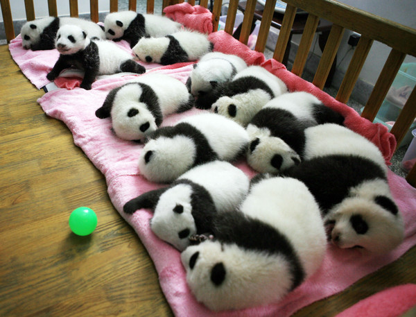 PANDAS