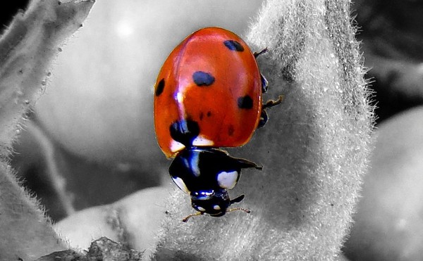 COCCINELLE