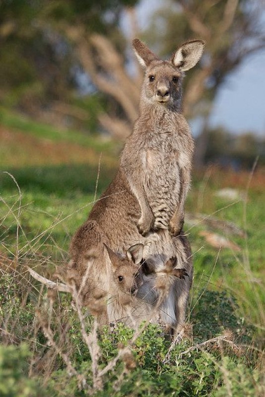 KANGOUROUS