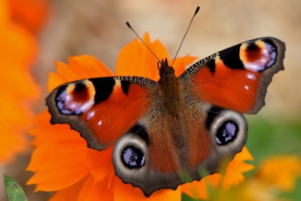 PAPILLON