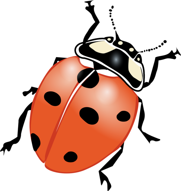 COCCINELLE