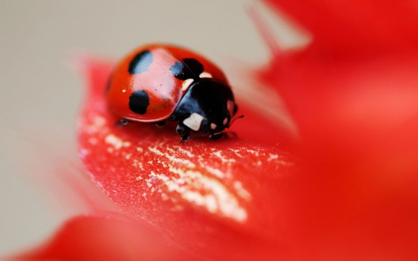 COCCINELLE