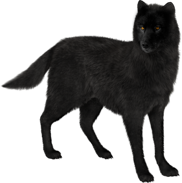 LOUP 2