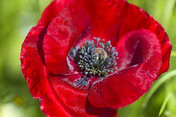 COQUELICOTS 2