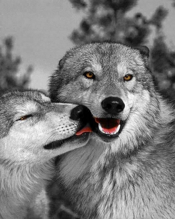 LOUPS