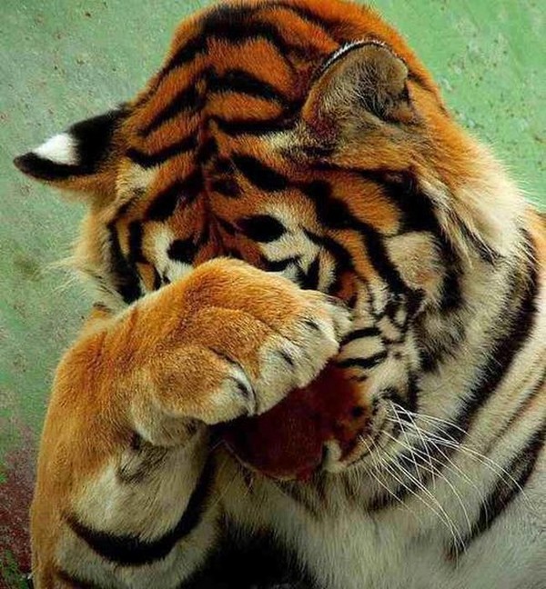 TIGRE