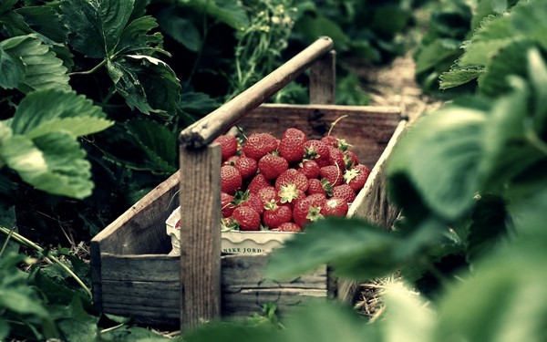 LES FRAISES