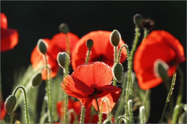 COQUELICOTS