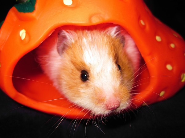 HAMSTER