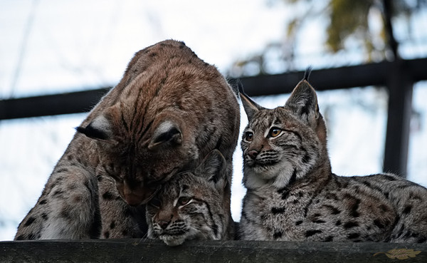 LYNX