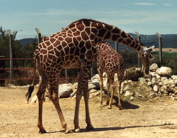 GIRAFES