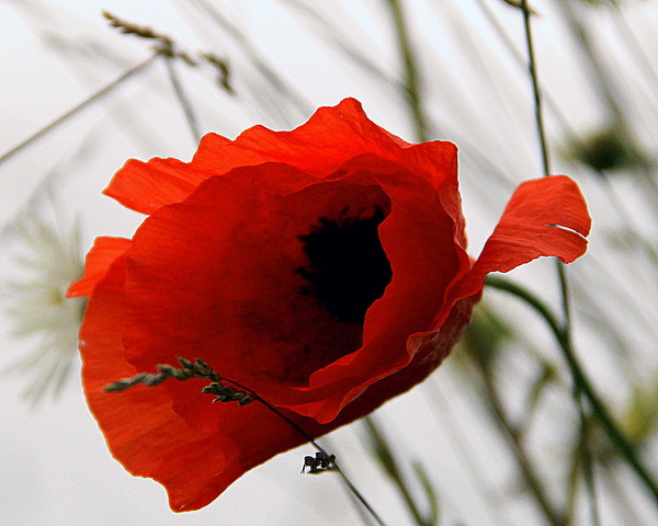 COQUELICOTS