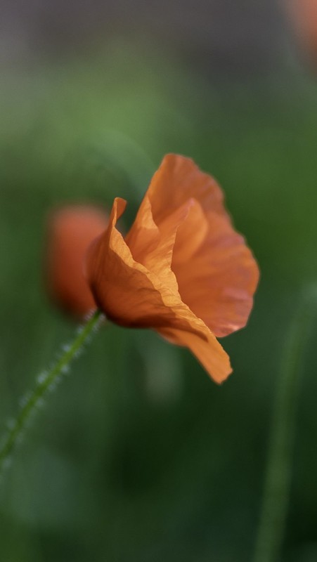 COQUELICOTS 2