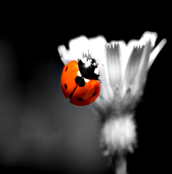 COCCINELLE