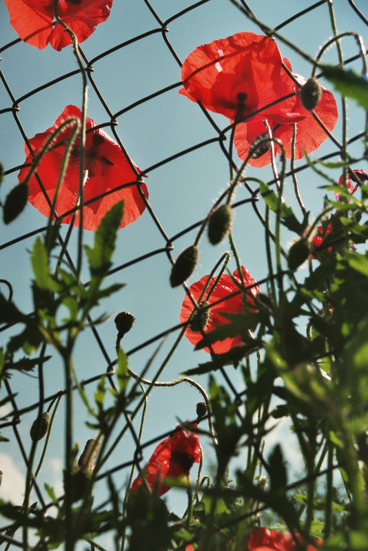 COQUELICOTS