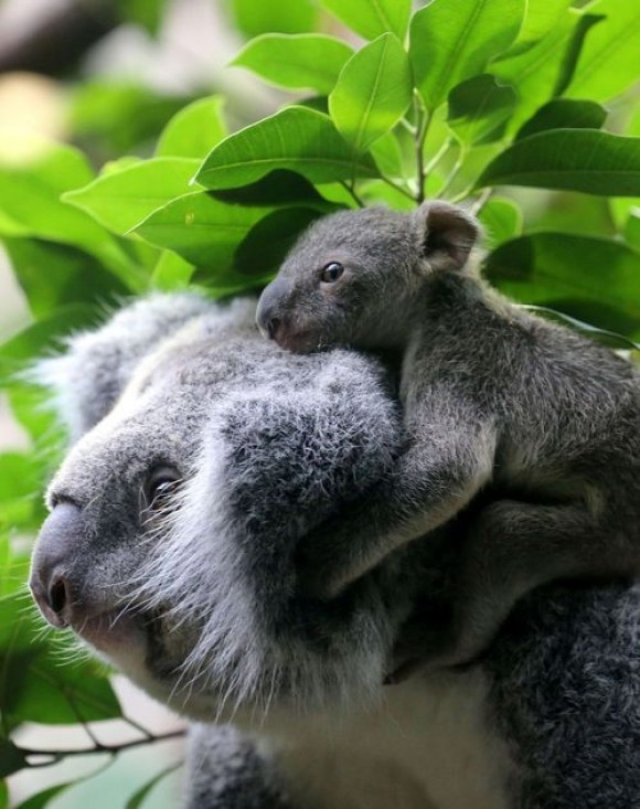 KOALAS