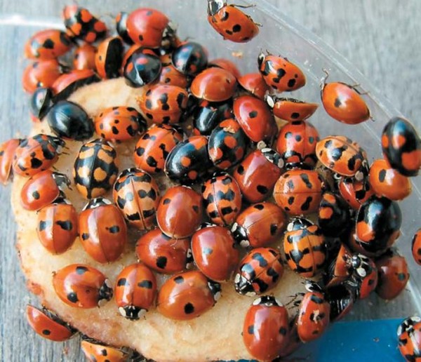 COCCINELLE