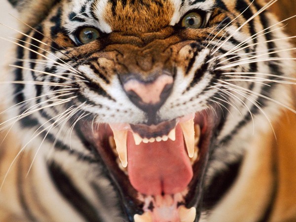 TIGRE