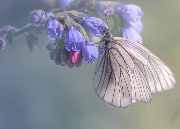 PAPILLON