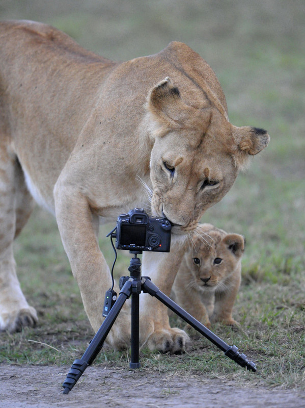 LIONNE ET LIONCEAU