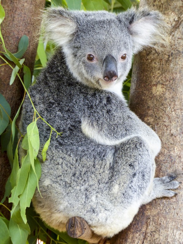 KOALA