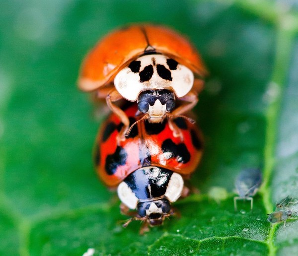 COCCINELLES