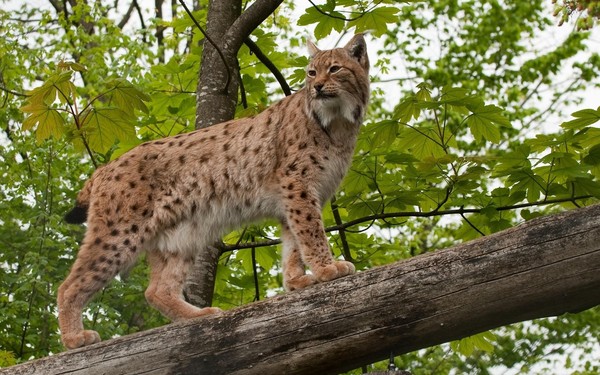 LYNX