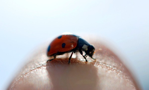 COCCINELLE