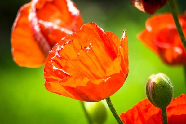 COQUELICOTS