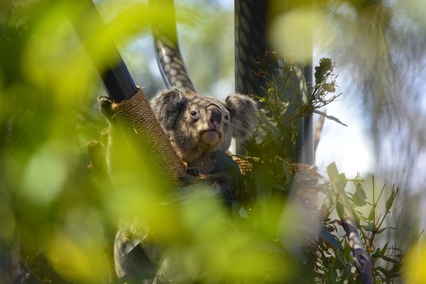 KOALA