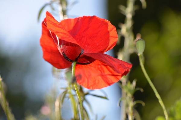 COQUELICOTS